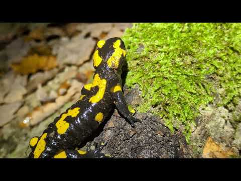 Herping in Prague - Fire Salamander, mlok skvrnitý (Salamandra salamandra), 2025, Praha Obora Hvězda