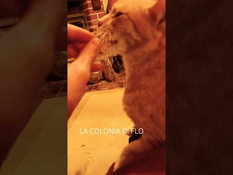 Video Rilassante: Un Gatto Rosso Si Prende Le Coccole!