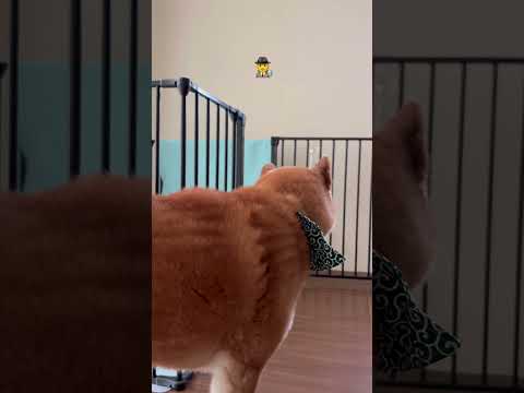 犬の動画サムネイル - かわいい探偵🕵️‍♂️ #jazz #dog #パグ #pug #shorts #doggie #わんこ #癒し #cute #funny #愛犬 #かくれんぼ #playing #かわいい犬