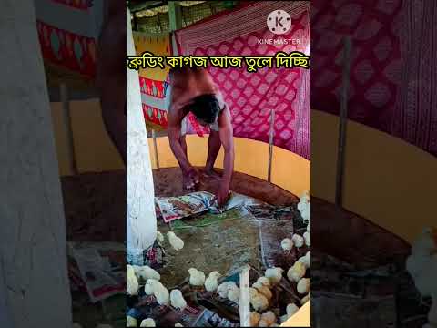 🛖ব্রুডিং কাগজ তুলে দিলাম🐣🌿#shorts#shortvideo #shortsfeed #brooding #broiler #pets #birds #farming