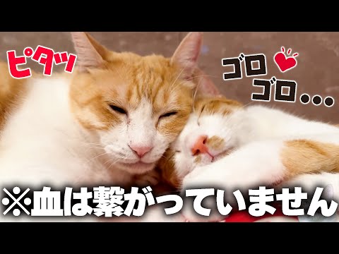 お風呂場の子猫と猫の親子映像と2025年イベント案内 サムネイル
