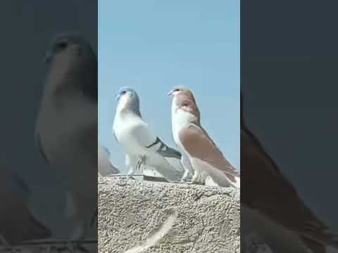 Kabootri ❤️ Dance viral #haryanvisong #haryanvi #dance #viral #pigeon #kabootarba #newsong #birds