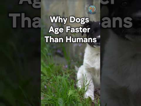 Why Dogs Age Faster Than Humans