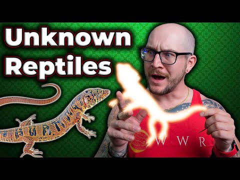 32 REPTILES I GUARANTEE YOU HAVE NEVER HEARD OF! Reptiles make great pets! But I have never heard of these ones! How many of these have you heard of?