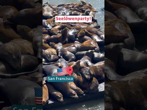 San Francisco: Seelöwen am Pier 39