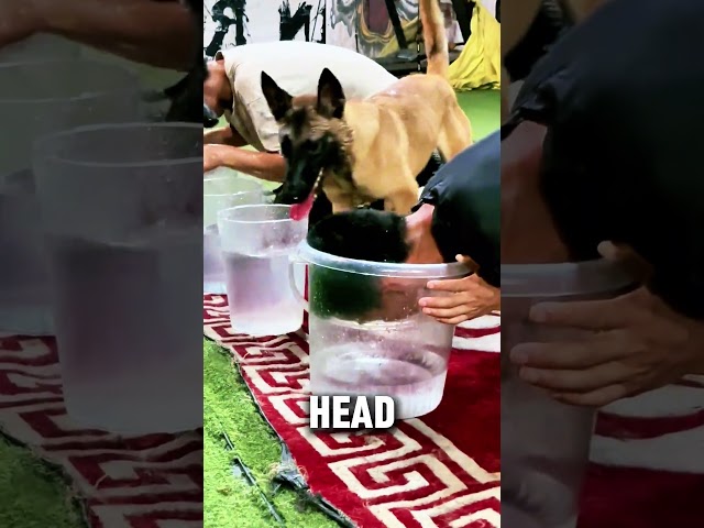 Dog vs Human Water Challenge