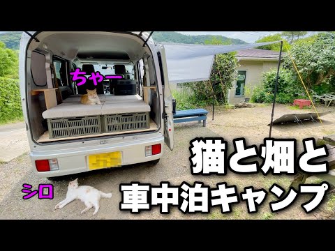 猫と一緒に夏の快適車中泊キャンプ！