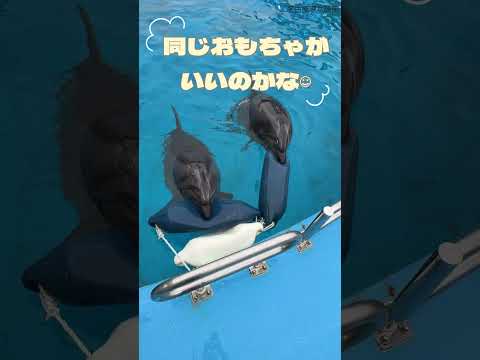 猫の動画サムネイル - AnYuおもちゃ #shots #名古屋港水族館