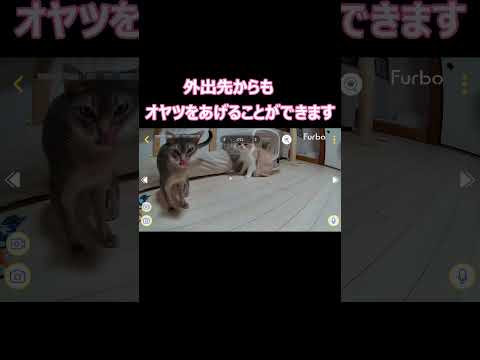 「猫妖怪オヤツ出せ」が出現ｗ #shots