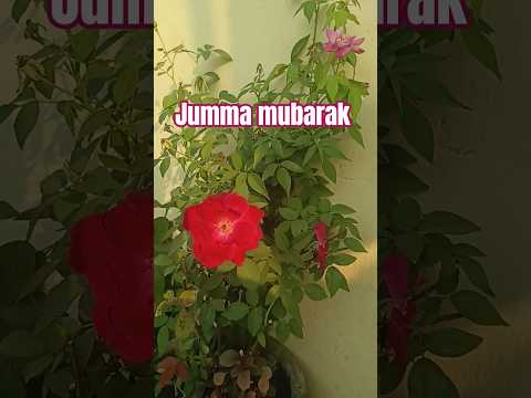 #ya allah apne ghar #ka ziyarat karwa de