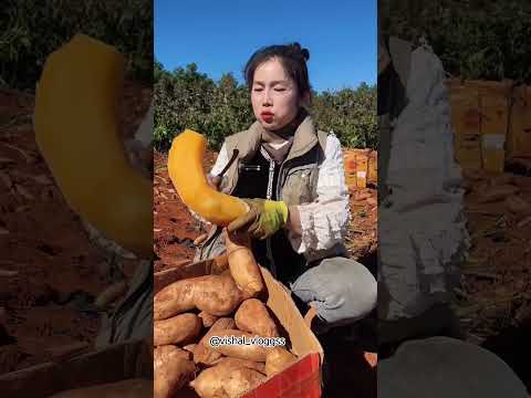 #mango #mangovarieties #fruit #facts #mangofruit #tropicalfruit #food #fruitcutting #ytshorts