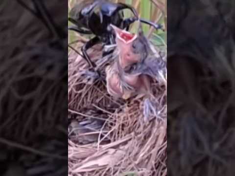 beetles love baby birds