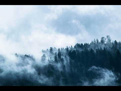 Peacful Forest Fog | 10 Hours Full HD | NO ADS