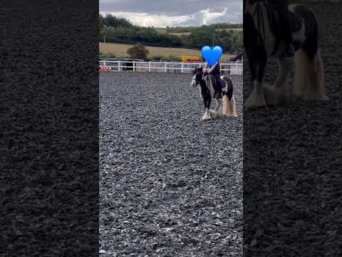 Jackkkk! (Emily) #horse #equestrianjourney #horseenthusiast