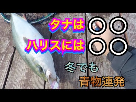 冬のこの時期に青物釣りたい人必見！タナと仕掛けの工夫教えます【じゃのひれ】釣ガチ海上釣堀#215