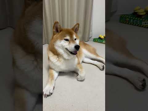 カッと笑う柴犬