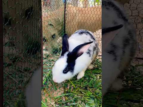 #cute #yummy #rabbit #rabbits #lovely #love #shortvideo #short #shorts #top #funny #shortvideo #top