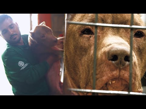 After his rescue from the slaughterhouse, Romeo's future begins now