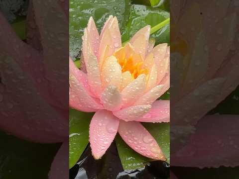 Nymphaea ‘Colorado’ & Iris ensata ‘Akebono 