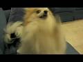 Cute Pomeranians dance to Single Ladies