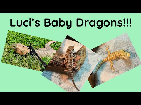 Baby Bearded Dragons!!! Hi guys and welcome back to our channel, we hope you are well! In today's video we are showing you t