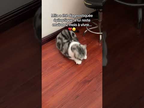 #chat #sauvetage #animaux #protectionanimale #refuge #fyp