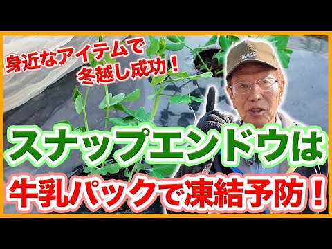 家庭菜園や農園のスナップエンドウ栽培は牛乳パックで防寒対策して凍結予防！【農家直伝】