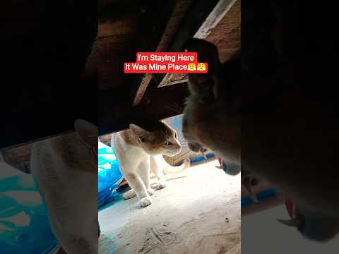 Two Cat Brother Fight Cannot Share Place each Other😤#cat #catfunny #funny #catvideos #pets