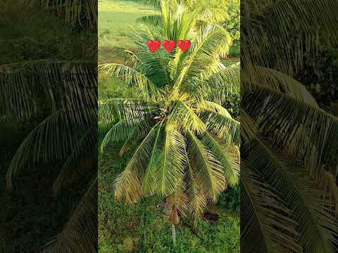 good morning Friend's #music #entertainment #song #love #trending #youtubeshorts #sorts