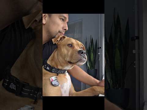 Two years with my boy #shorts #dogdad #pitbull