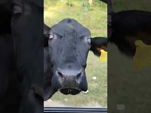 monkey ko khana de rehe th toh gau mata bhi aa gei lene khana. hamesha inki sewa kr pau m #like