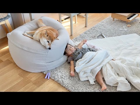 入院してた1歳娘が帰宅!元気なかった柴犬に笑顔が戻りました