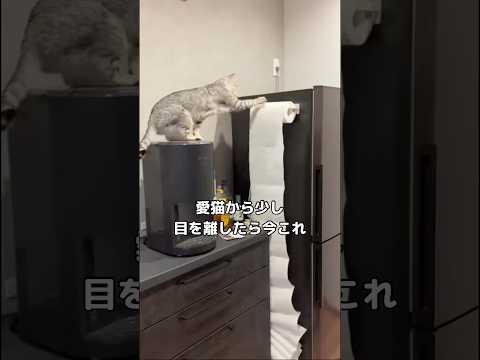 背後の音に振り向いたら猫の意外な行動が！ベンガルとシャムミックス動画 サムネイル