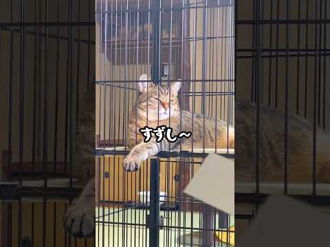エアコンが苦手すぎてお隣さんの風で涼む元野良猫が面白すぎる…笑#元野良猫 #おもしろ #猫ッチョファミリー