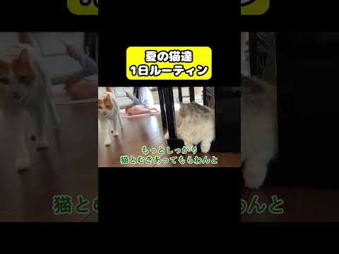 夏の猫達１日ルーティン　#猫 #おもしろ #アテレコ #ニャンチューバーつくし