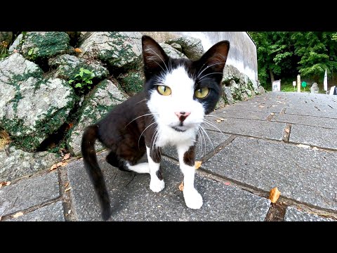 お城の猫 城内を案内するニャん 付いてくるニャん トコトコ やべぇアイツがいるよ まとめちゅーぶ