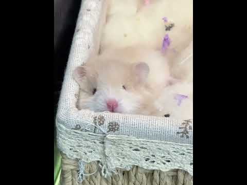 Baby you look so well-behaved #Golden Thread Bear#Cute cute#Cute Pet Debut Plan.#Cute to t