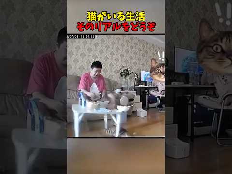 癒しの猫時間：かわいい猫との暮らしの魅力 サムネイル