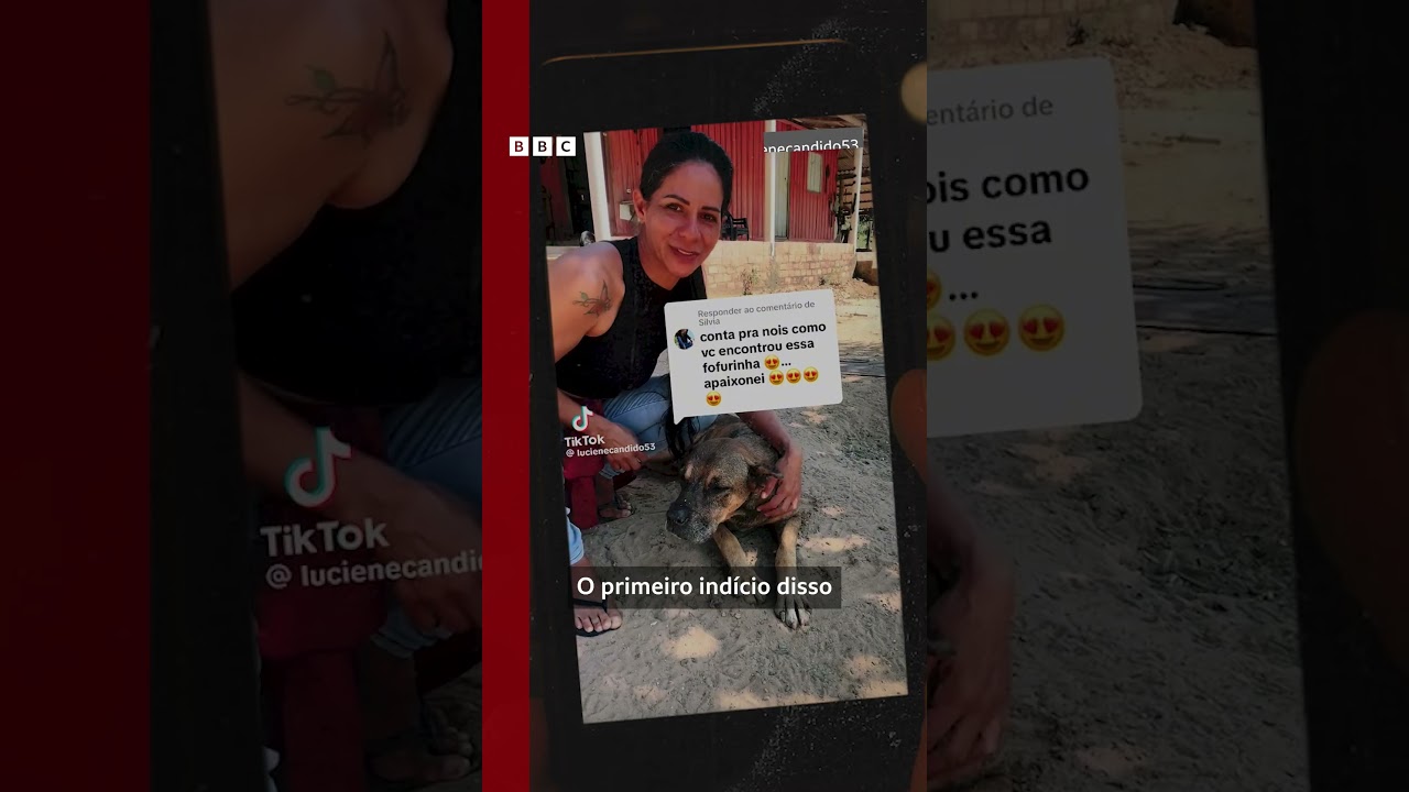 Ibama X influenciadora a briga na Justiça pela guarda da jaguatirica Pituca 🐯⚠️