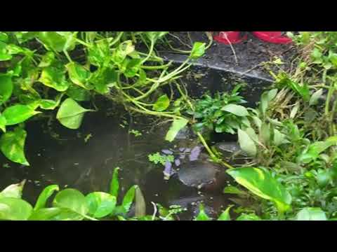 Ropefish pond water change 