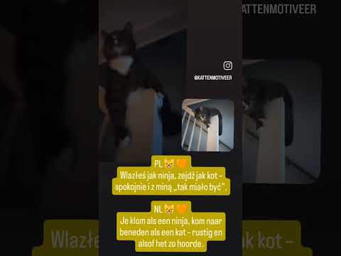 Je klom als een ninja, kom naar beneden als een kat – rustig en alsof😸🙀🧡... #voorjou #codi #stijl