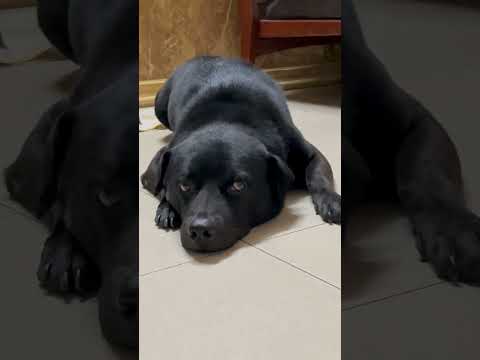 Khi bé Đen buồn ngủ #dog #pets #funny #fellasleep #relaxing #shorts