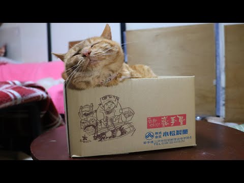 猫の動画サムネイル - 巖手屋の箱入り猫　box and cat　250714
