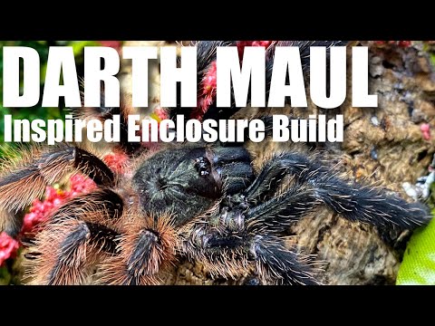 Psalmopoeus victori aka the Darth Maul Tarantula E Today we finally put together an enclosure fitting for this incredible spider.
Hailing from the outw