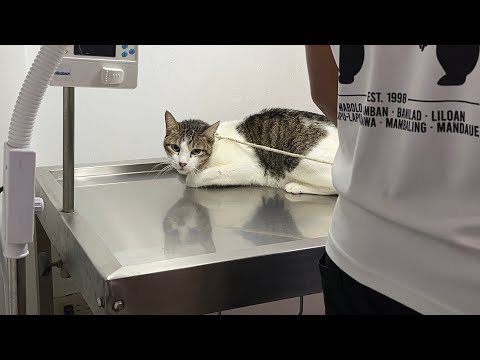 Cat Mouth Cancer Started to Bleed 💔 | He Needs Pathology Test Soon