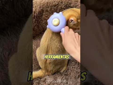 Encontró la Solución Perfecta para el Pelo de su Gato 😳🐱