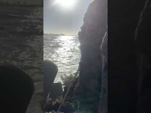 مصيد عكاشة #viral #fishing #ميراللفت #fish #viralvideo #beach #صيد_السمك #automobile #carpfishing