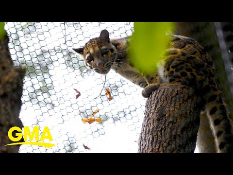Missing Dallas Zoo leopard found on site | GMA