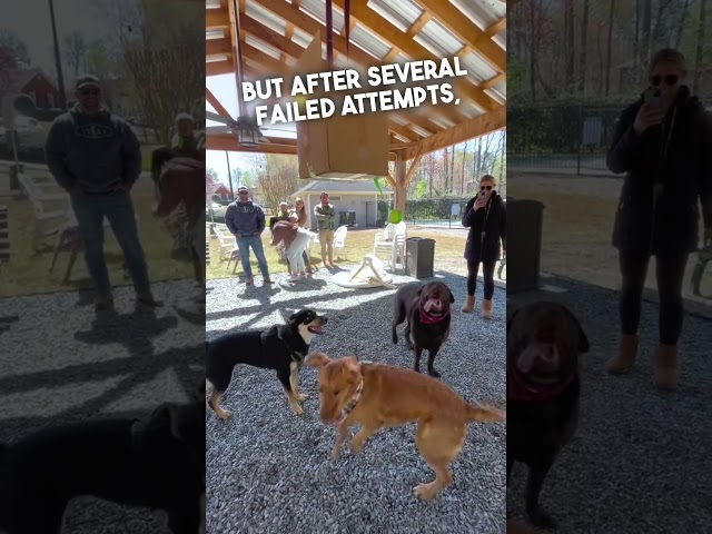 Dogs Struggling With A Birthday piñata 🤣