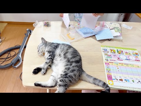 猫の動画サムネイル - 片付けをがんばるみゅうちゃんとのんびりくつろいでるあいちゃん。